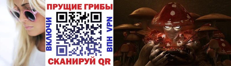 Купить  Буй  Галлюциногенные грибы Psilocybe 